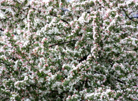 Расцвет во Владикавказе (апрель)