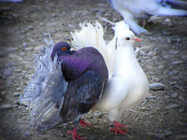 любовь и голуби