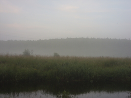 туман 1