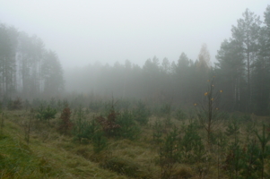 Густой туман над лесом