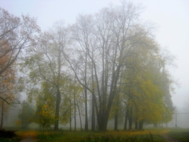 Туман в парке