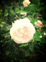 Белая роза с букашками:)