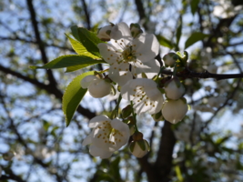 Cherry flowers.