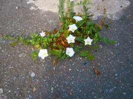 Белые цветы из асфальта