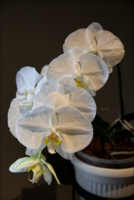 Хрупкий цветок орхидеи