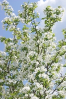 Белоснежные яблоневые цветы