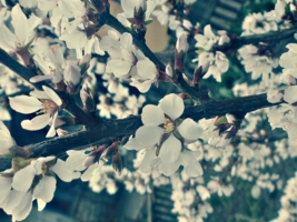 цветет вишня 