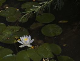 белый цветок на болоте