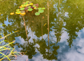 То ли в озеро небо упало...