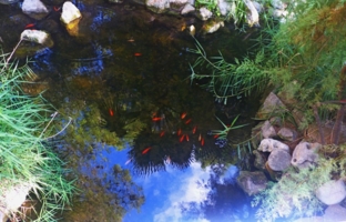 Рыбки в небе