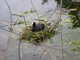 гнездо в воде