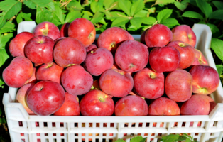  Яблоки из мичуринских садов.