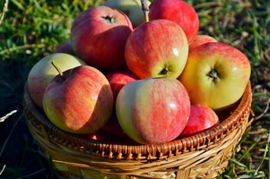 Яблоки в саду