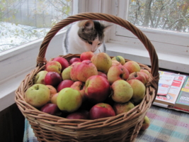 Яблочный кот
