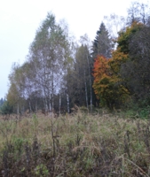 Осень на лесной полянке