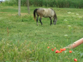 Лошадь и маки