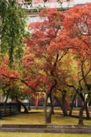 Осень в ярких красках
