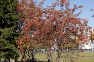 Цвет Осени
