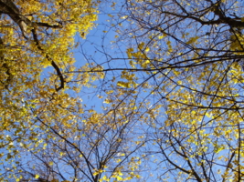 Желтые листья над головами