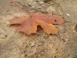 Рыжий лист кленовый