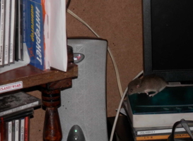 Компьютерная мышка  