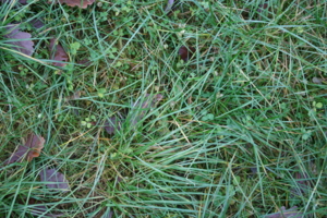 А в траве-мураве...