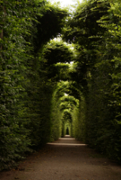 Зеленый туннель