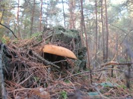 Под охраной старого пенька