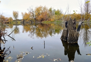 коряга водяного