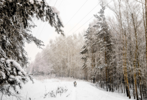прогулка в зимнем лесу
