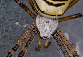 Argiope bruennichi