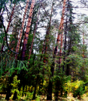 июльский лес