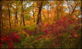 Осенний лес(Сочи)