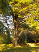 старое дерево