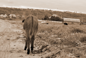 В деревне жил ослик упрямый .