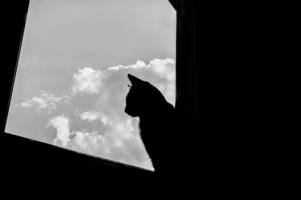 Кошка и облака...