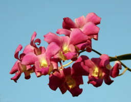 соцветие орхидей!