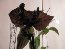 черная орхидея