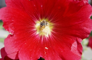 Пчела и цветок