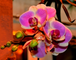 Орхидея ботаническая