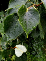Листья липы