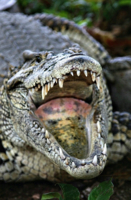 А зубастый крокодил...
