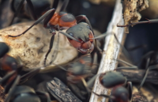 Разборки в маленьком муравейнике