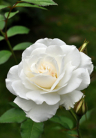 Аромат белой розы