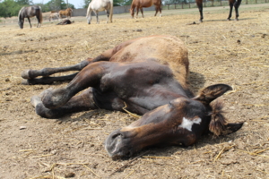 Всем маленьких спящих лошадей
