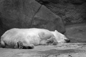 Спят белые медведи...