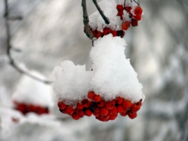 Белый снег на красной рябине