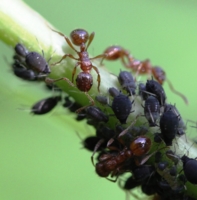 тля и муравьи