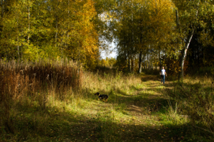 Осенние прогулки с собакой