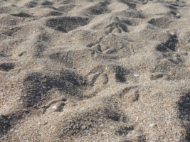 Путь по песчаным волнам